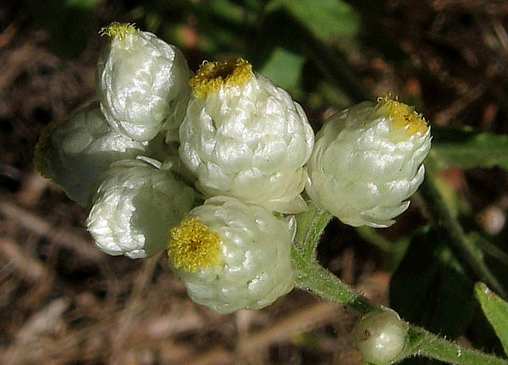 Detailed Picture 2 of California Everlasting