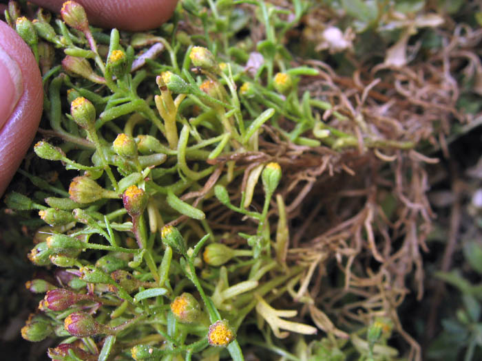 Detailed Picture 2 of Coast Weed