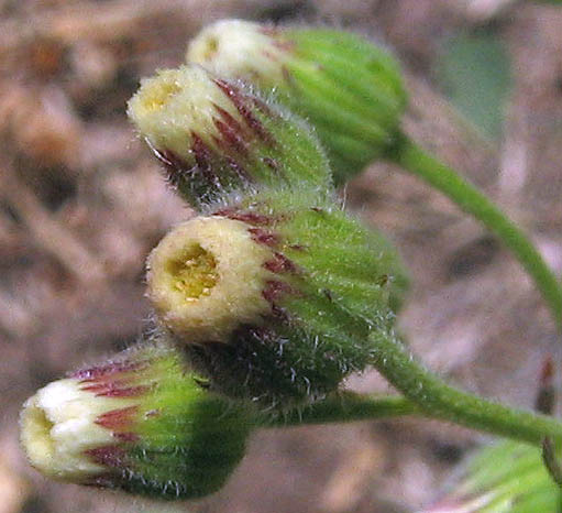 Detailed Picture 1 of Little Horseweed