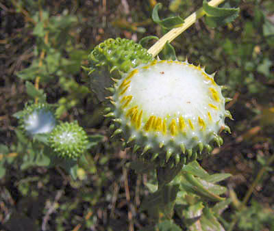 Detailed Picture 5 of Gum Plant