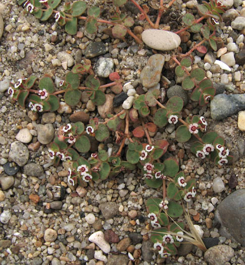 Detailed Picture 6 of Prostrate Spurge