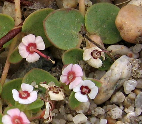 Detailed Picture 2 of Prostrate Spurge