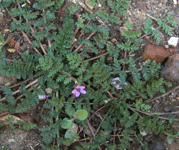 Detailed Picture 2 of Red-stem Filaree