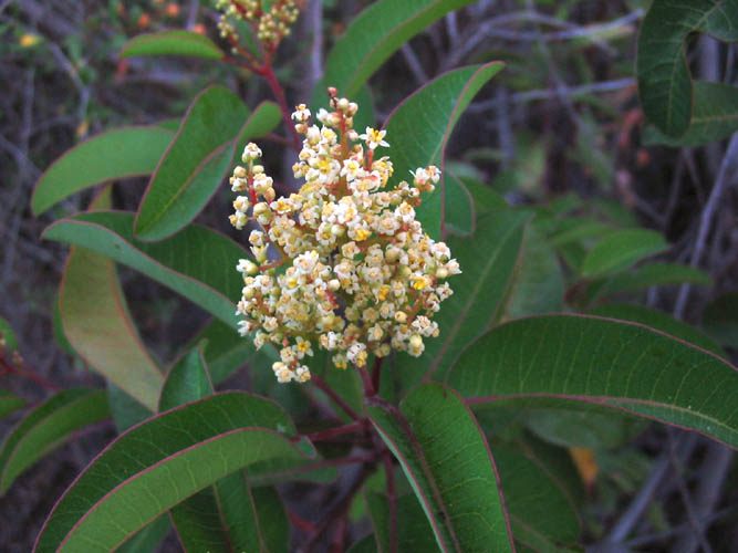 Detailed Picture 5 of Laurel Sumac