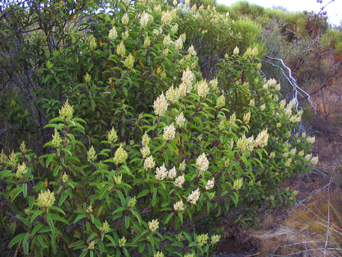 Detailed Picture 6 of Laurel Sumac