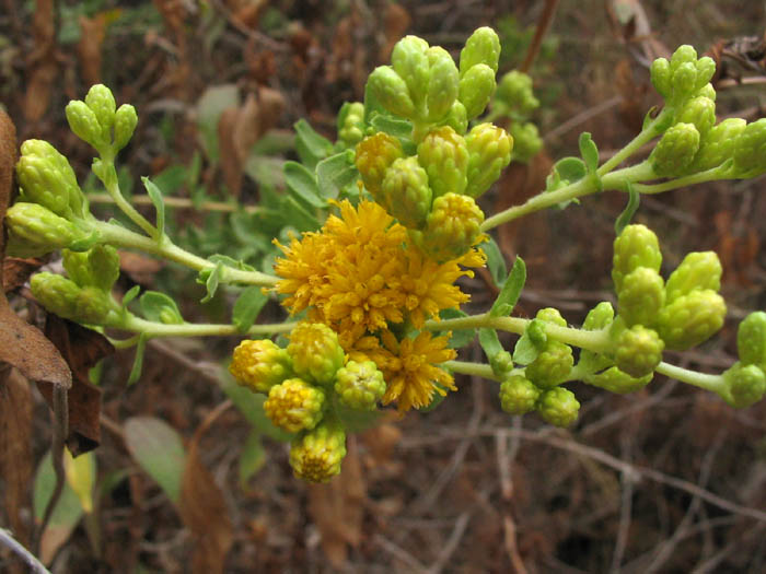 Detailed Picture 3 of Coast Goldenbush