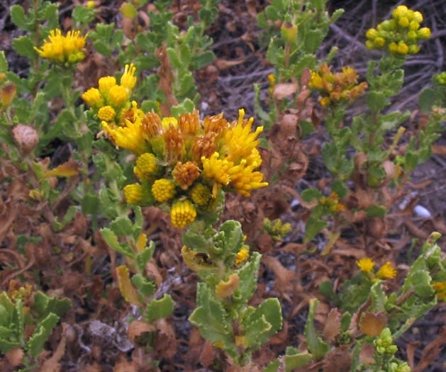 Detailed Picture 3 of Prostrate Coast Goldenbush