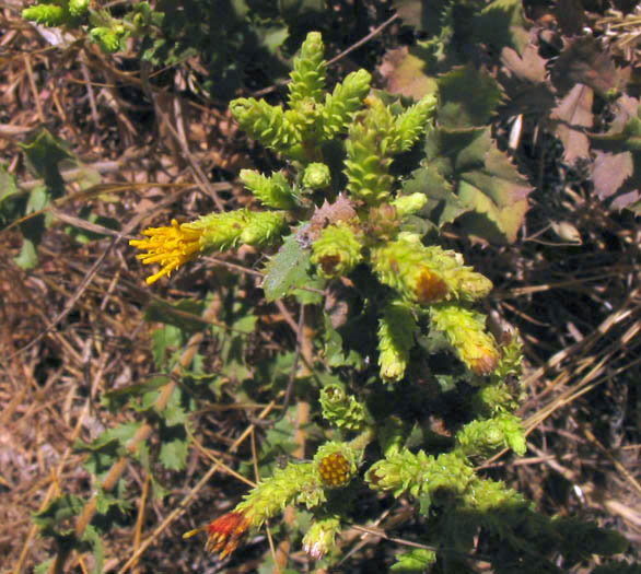 Detailed Picture 2 of Sawtooth Goldenbush