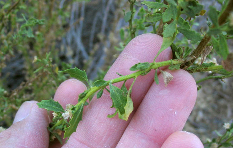 Detailed Picture 5 of Coyote Brush