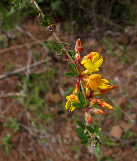 Detailed Picture 4 of Deerweed