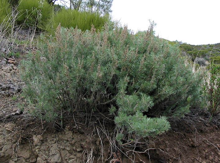 Detailed Picture 7 of California Sagebrush