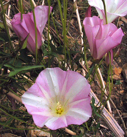 Detailed Picture 2 of Wild Morning Glory