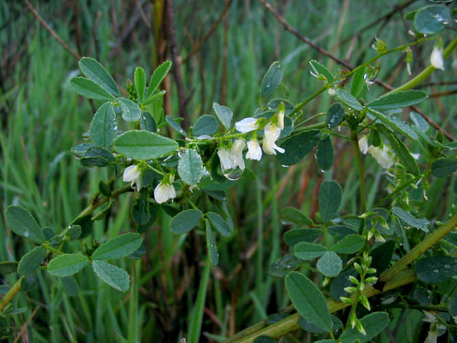 Detailed Picture 4 of White Sweet Clover