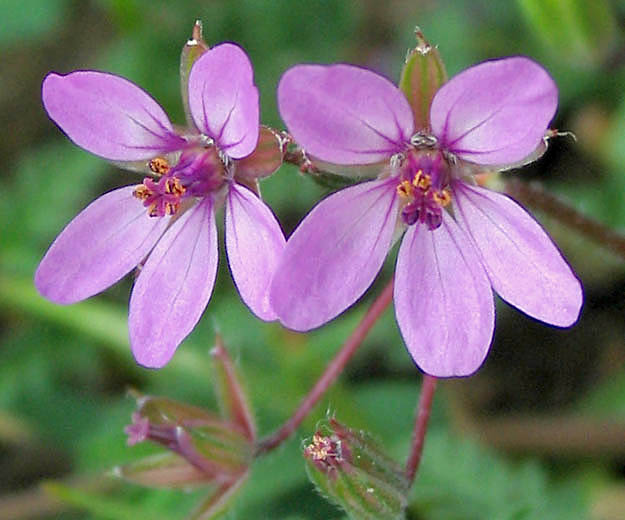 Detailed Picture 1 of Red-stem Filaree