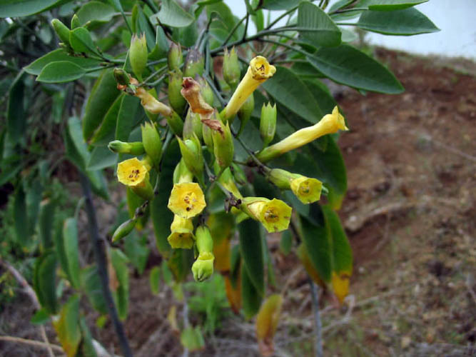 Detailed Picture 3 of Tree Tobacco