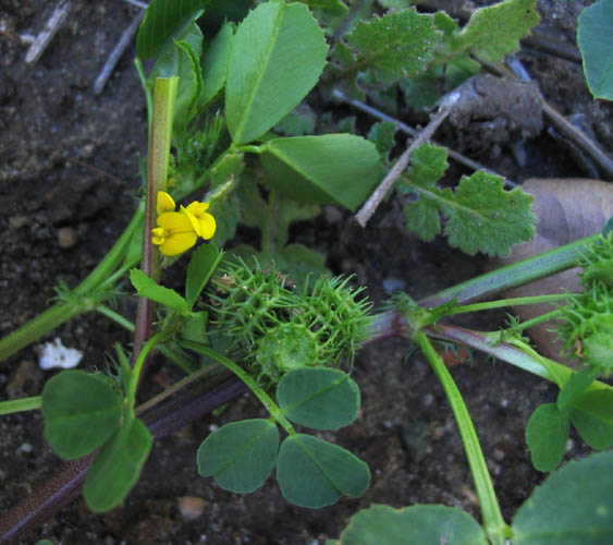 Detailed Picture 6 of Bur-clover