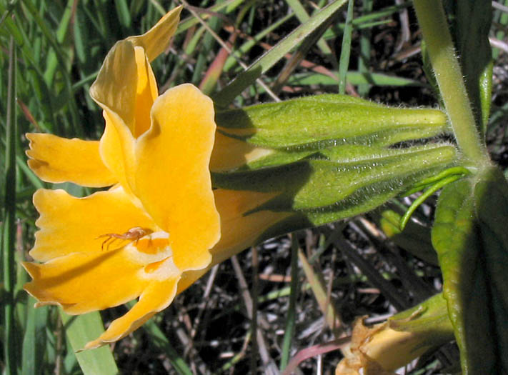 Detailed Picture 2 of Bush Monkey Flower