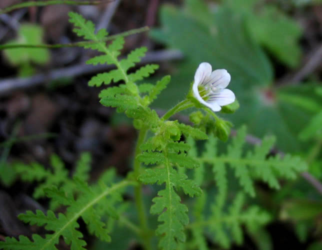 Detailed Picture 3 of Eucrypta