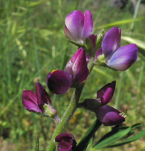 Detailed Picture 1 of Collar Lupine