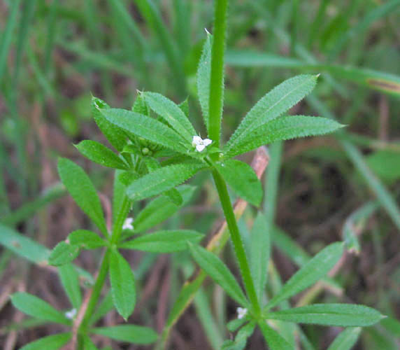 Detailed Picture 4 of Annual Bedstraw