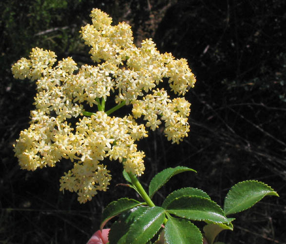 Detailed Picture 4 of Blue Elderberry