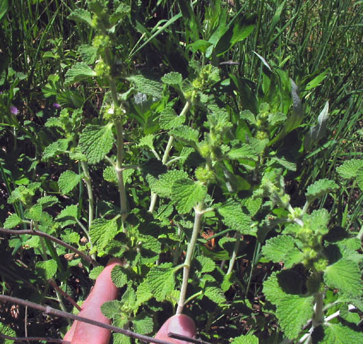 Detailed Picture 3 of Horehound