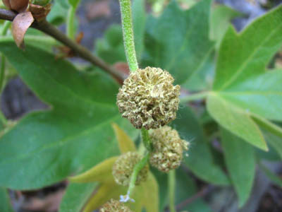 Detailed Picture 3 of Western Sycamore