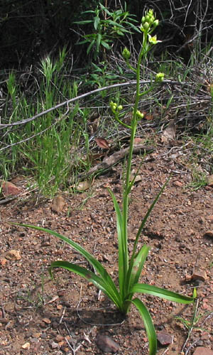 Detailed Picture 5 of Star-lily