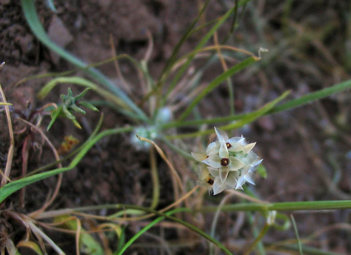 Detailed Picture 3 of California Plantain