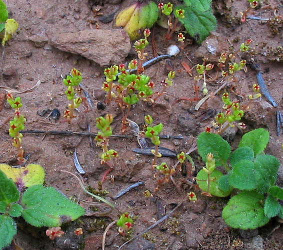 Detailed Picture 3 of Pigmy Weed