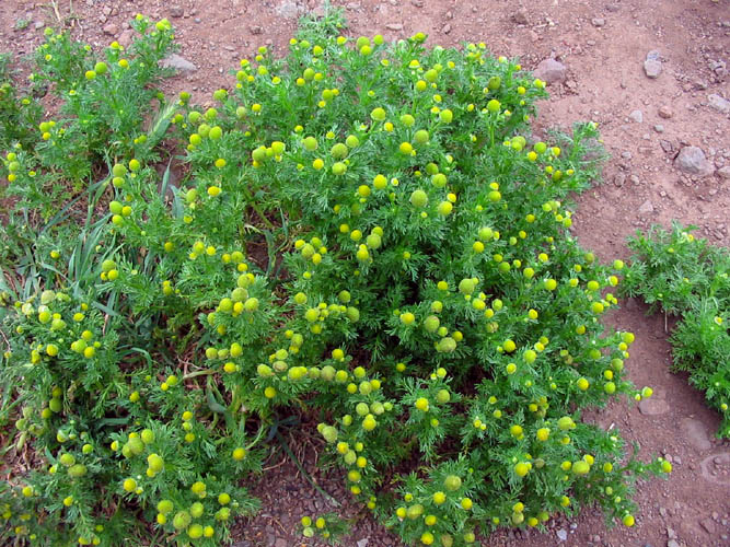 Detailed Picture 4 of Pineapple Weed