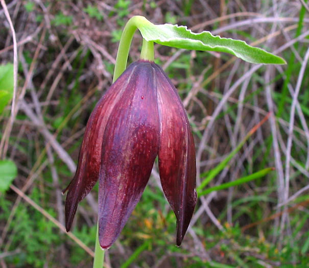 Detailed Picture 1 of Chocolate Lily