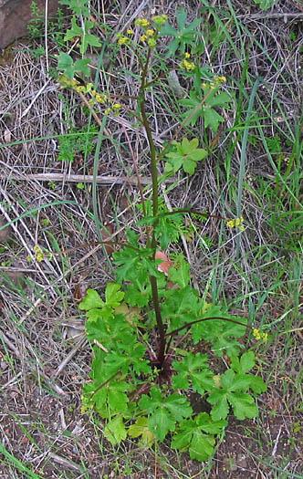 Detailed Picture 5 of Pacific Sanicle