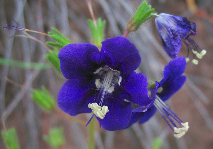 Detailed Picture 1 of Parry's Phacelia