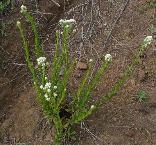 Detailed Picture 5 of California Everlasting