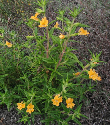 Detailed Picture 6 of Bush Monkey Flower