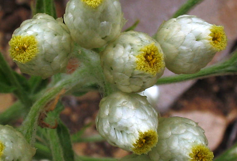 Detailed Picture 1 of California Everlasting