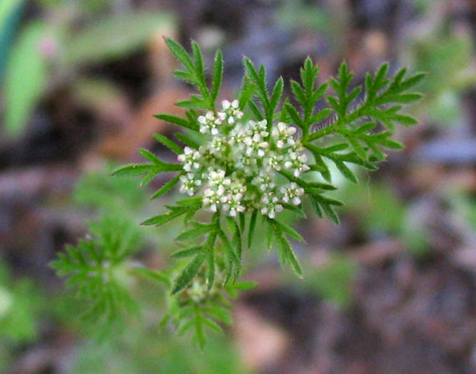 Detailed Picture 3 of Rattlesnake Weed