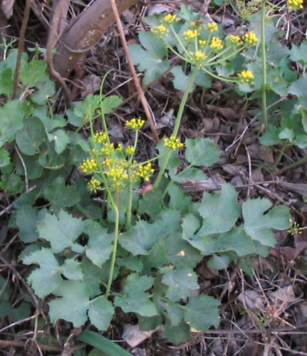 Detailed Picture 4 of Shiny Lomatium