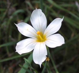 Detailed Picture 7 of Blue-eyed Grass