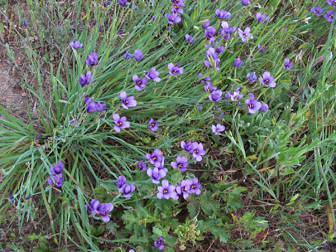 Detailed Picture 6 of Blue-eyed Grass