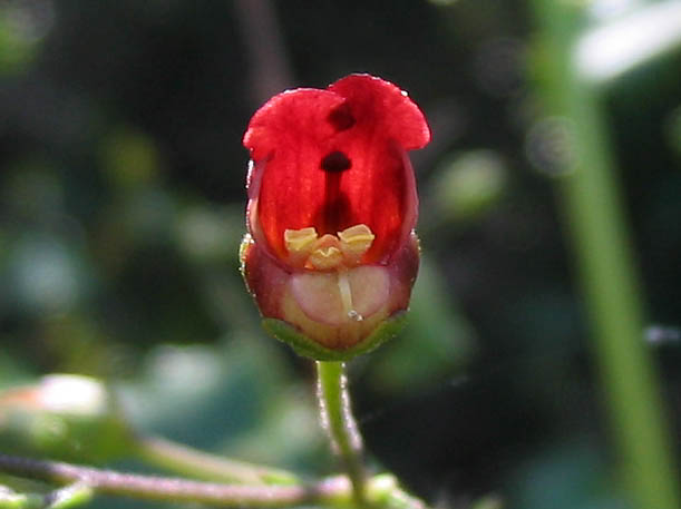 Detailed Picture 2 of California Figwort