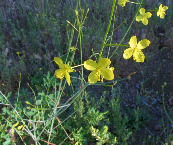 Detailed Picture 3 of Mustard Evening Primrose