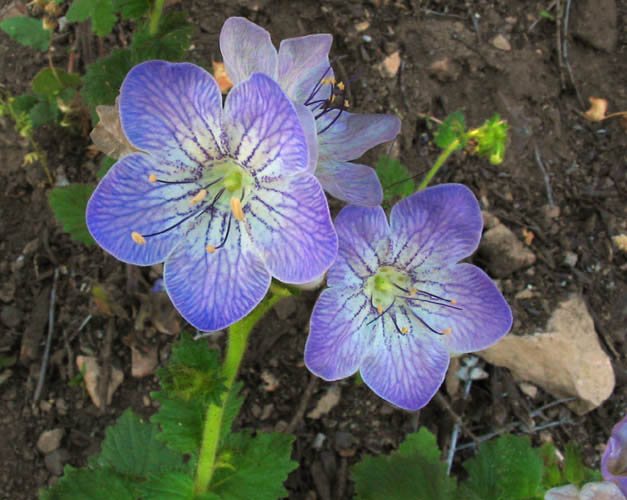 Detailed Picture 2 of Large-flowered Phacelia