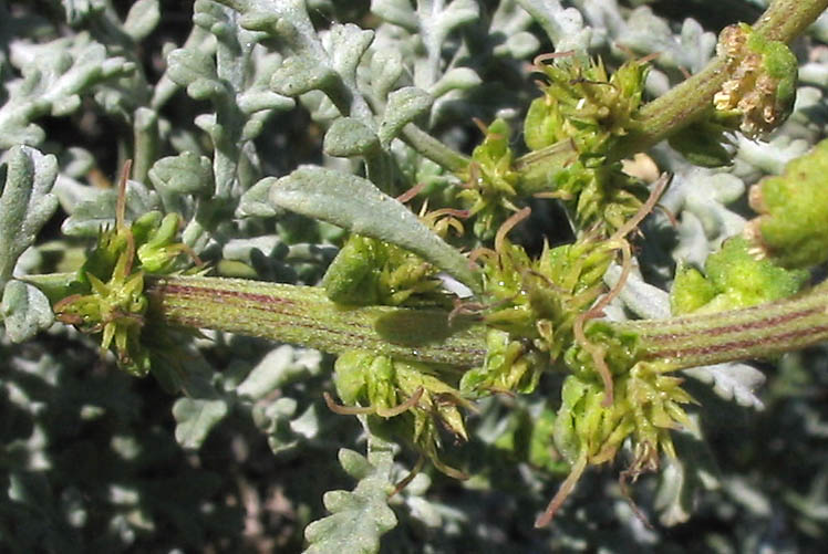 Detailed Picture 2 of Silver Beach-bur