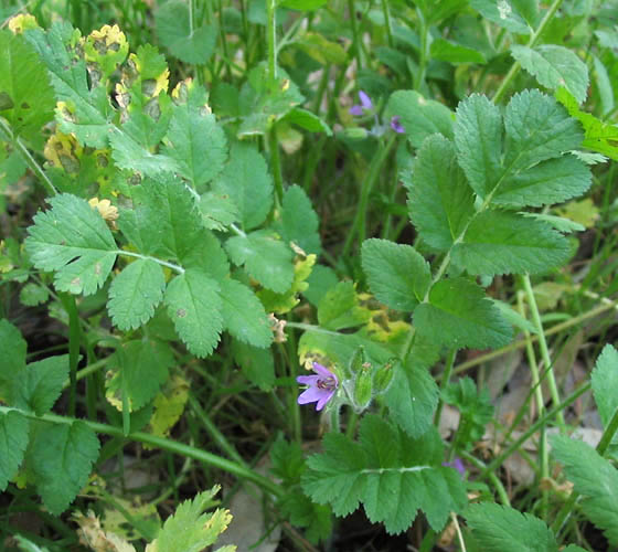 Detailed Picture 5 of White-stem Filaree