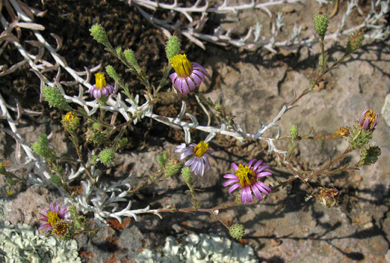 Detailed Picture 6 of Woolly Aster