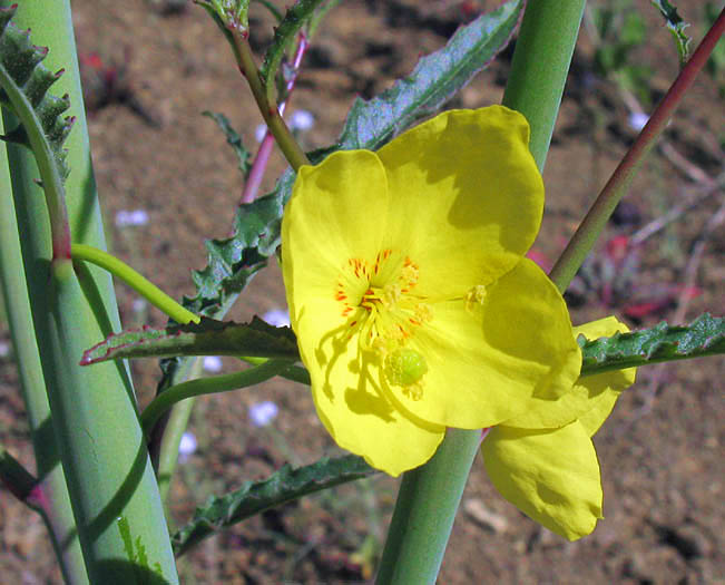 Detailed Picture 1 of Mustard Evening Primrose