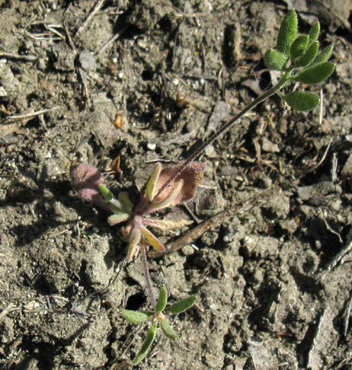 Detailed Picture 9 of Rock Cress