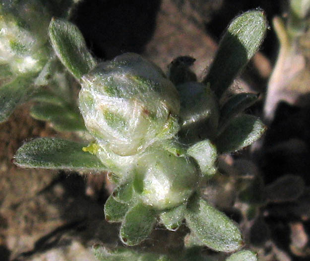 Detailed Picture 2 of Everlasting Nest-straw